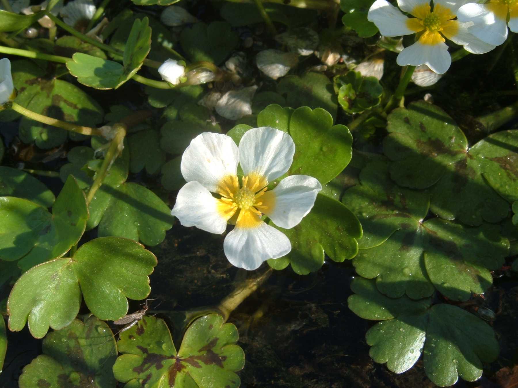 Ranunculus aquatilis